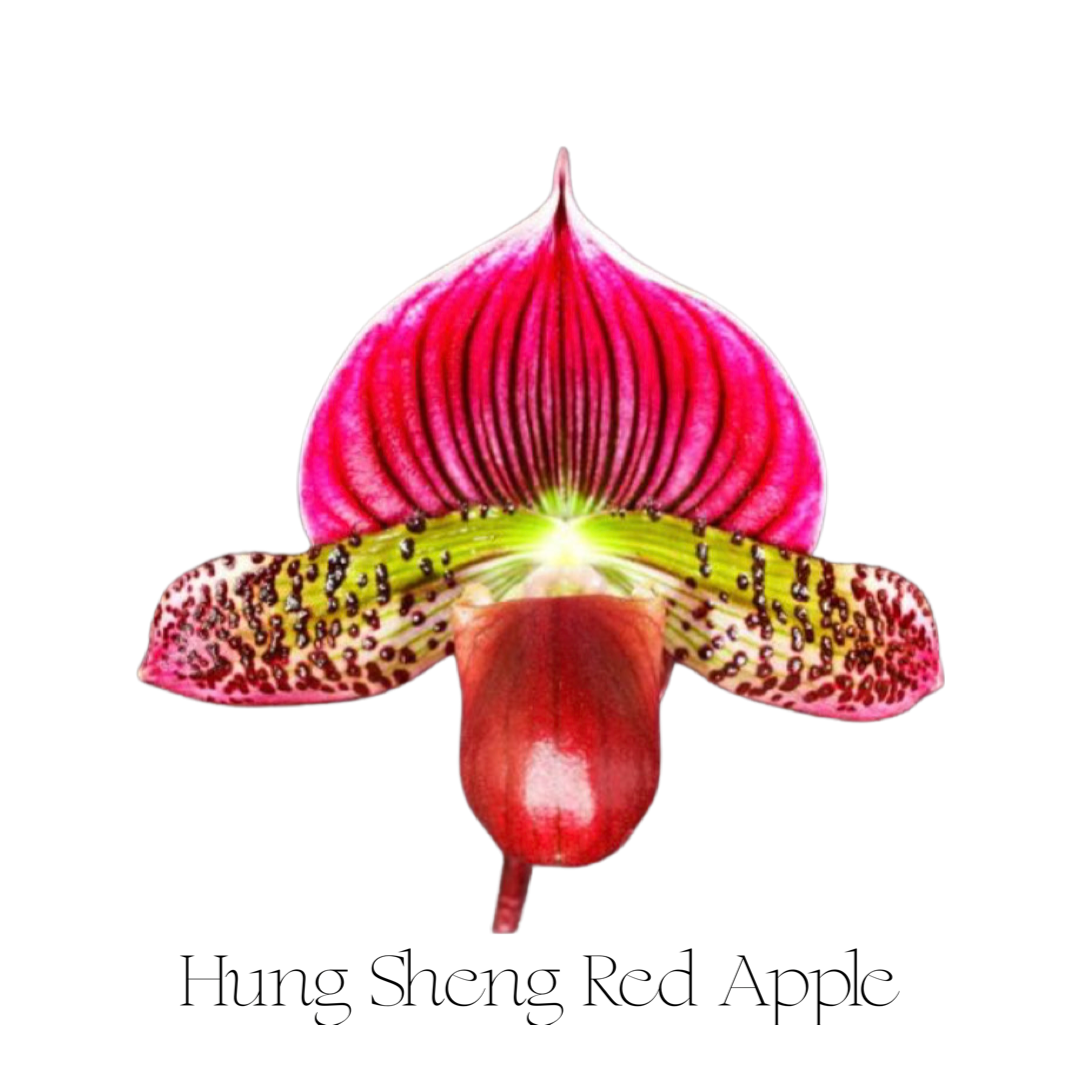 Orchids | Lady Slipper
