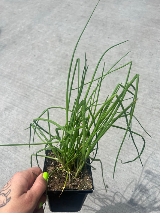 Chives 3.5"  | Garden Seedling
