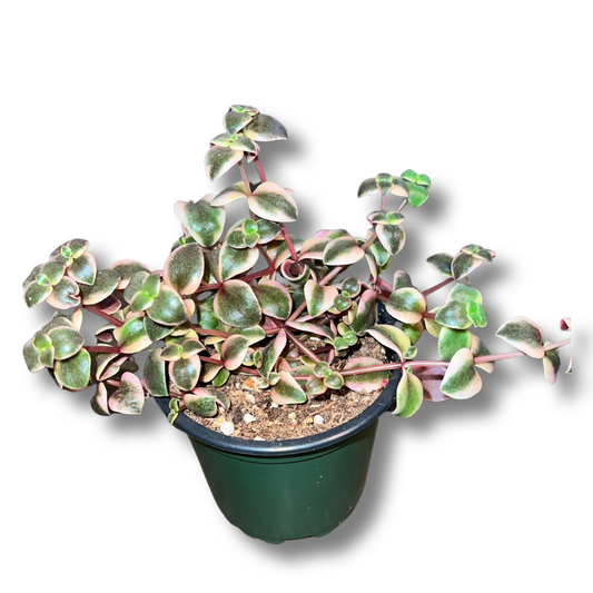 Crassula | Calico Kitten