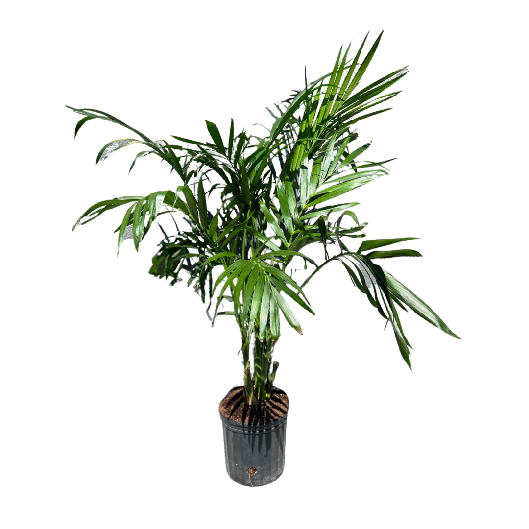 Palm | Cat | Chamaedorea Cataractarum