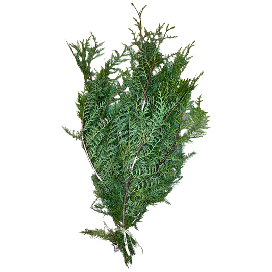 Fresh Winter Greens & Branches | Cedar