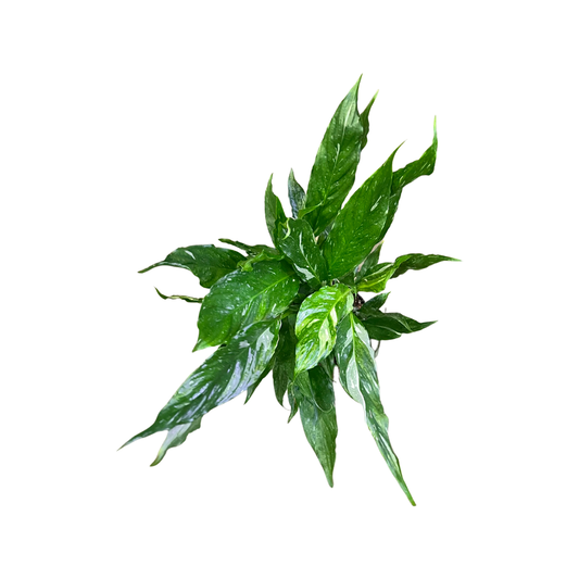 Peace Lily | Domino Variegated 6"