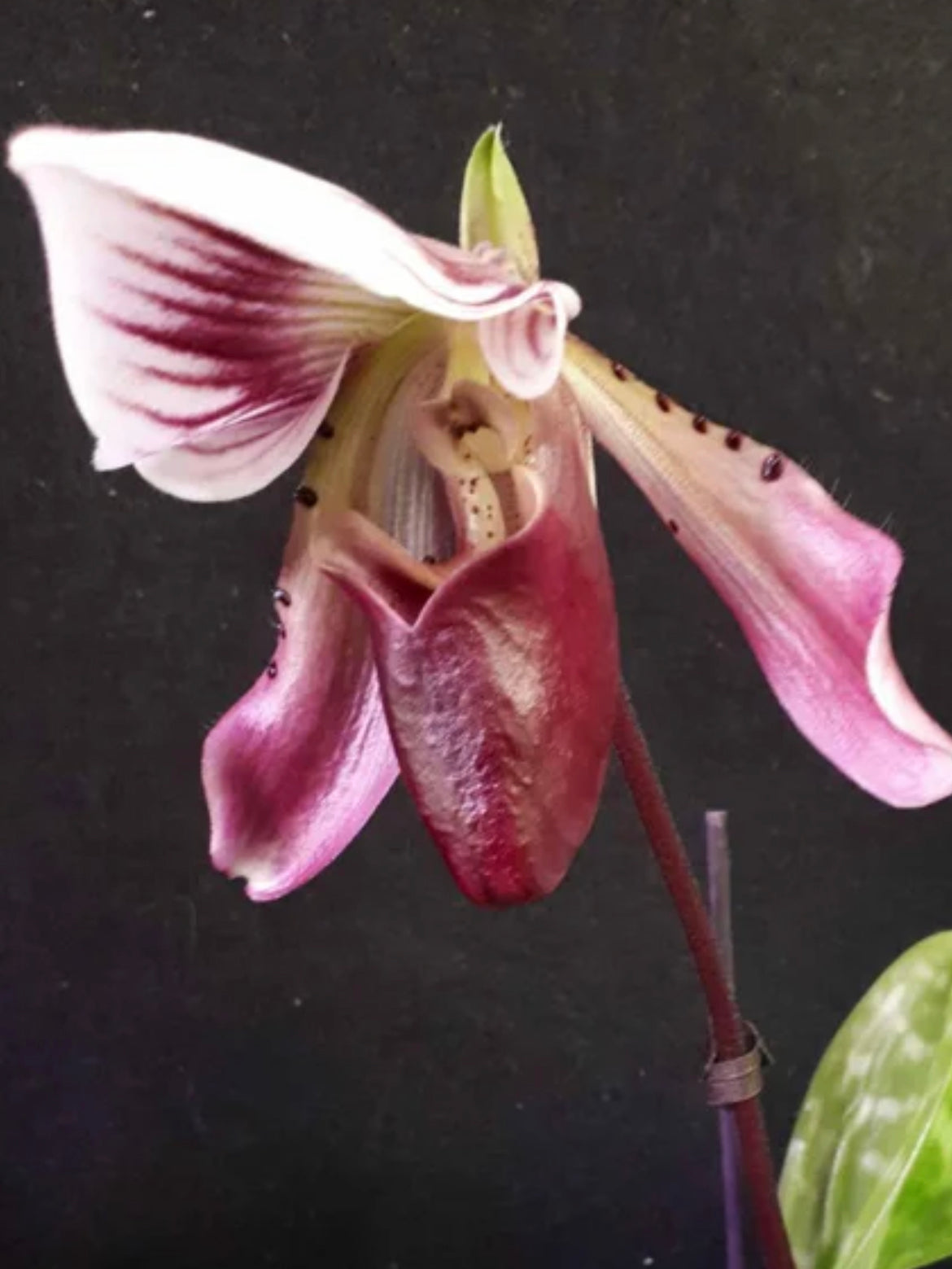 Orchids | Lady Slipper