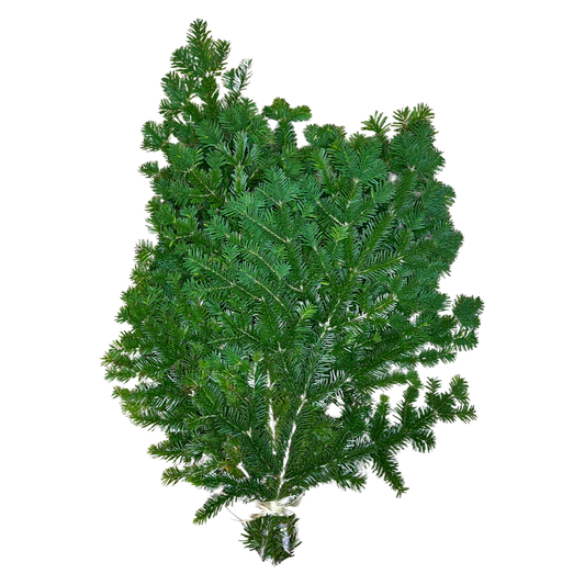 Silver Fir | Fresh Winter Greens