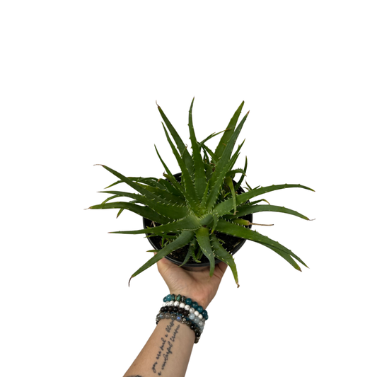 Aloe | Hedgehog