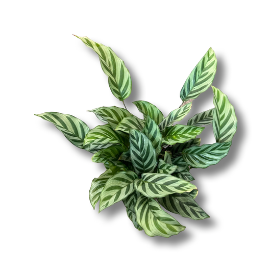 Calathea |  Freddie 4”