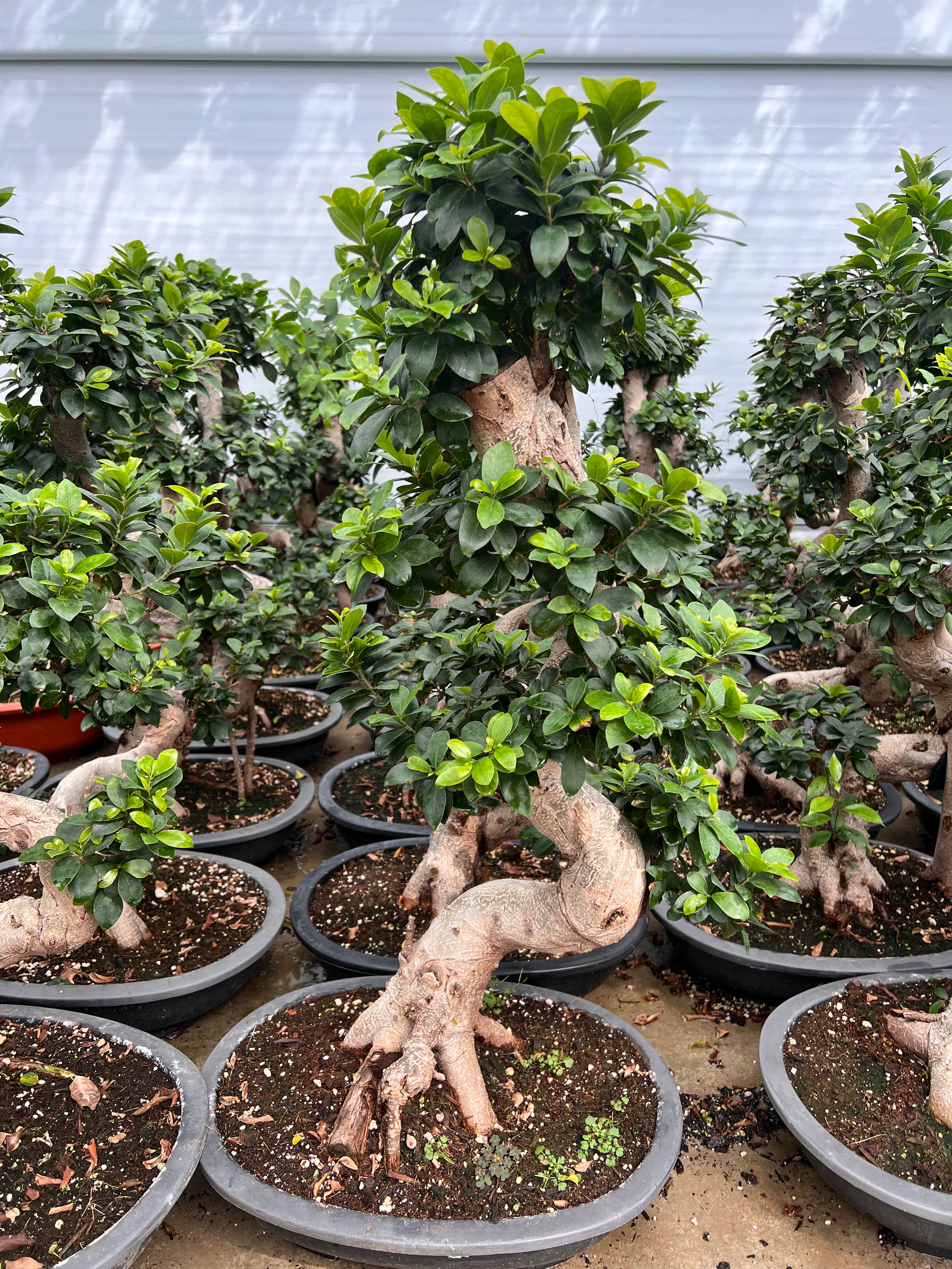 Bonsai Large Ficus Ginseng S Shape Trunk 20" The Botanist Calgary