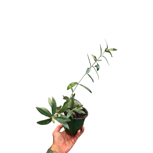 Olive Tree