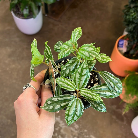 Pilea | Aluminum