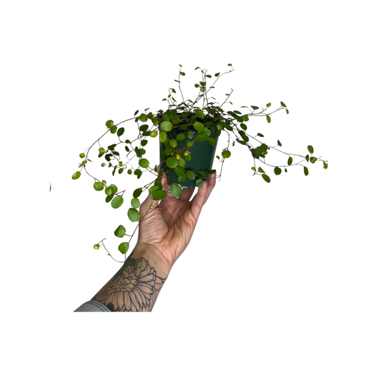 Maidenhair Vine