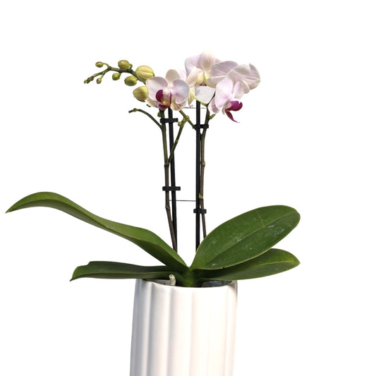 Orchids | 2” Phalenopsis