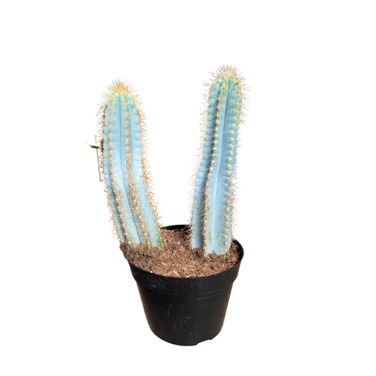 Cactus | Blue Candle