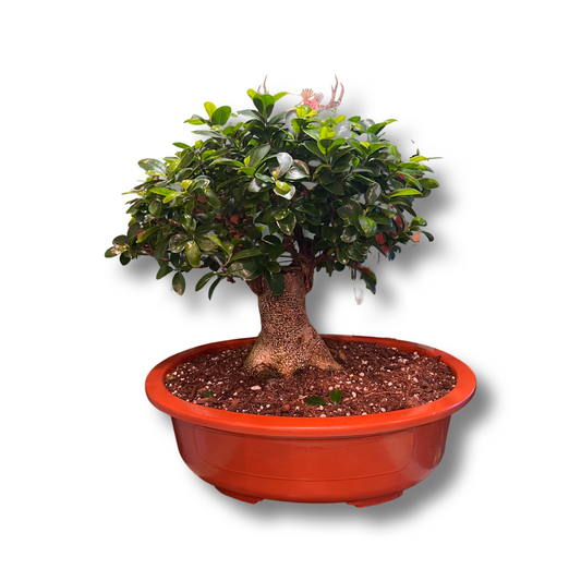 Bonsai | Ficus 15"
