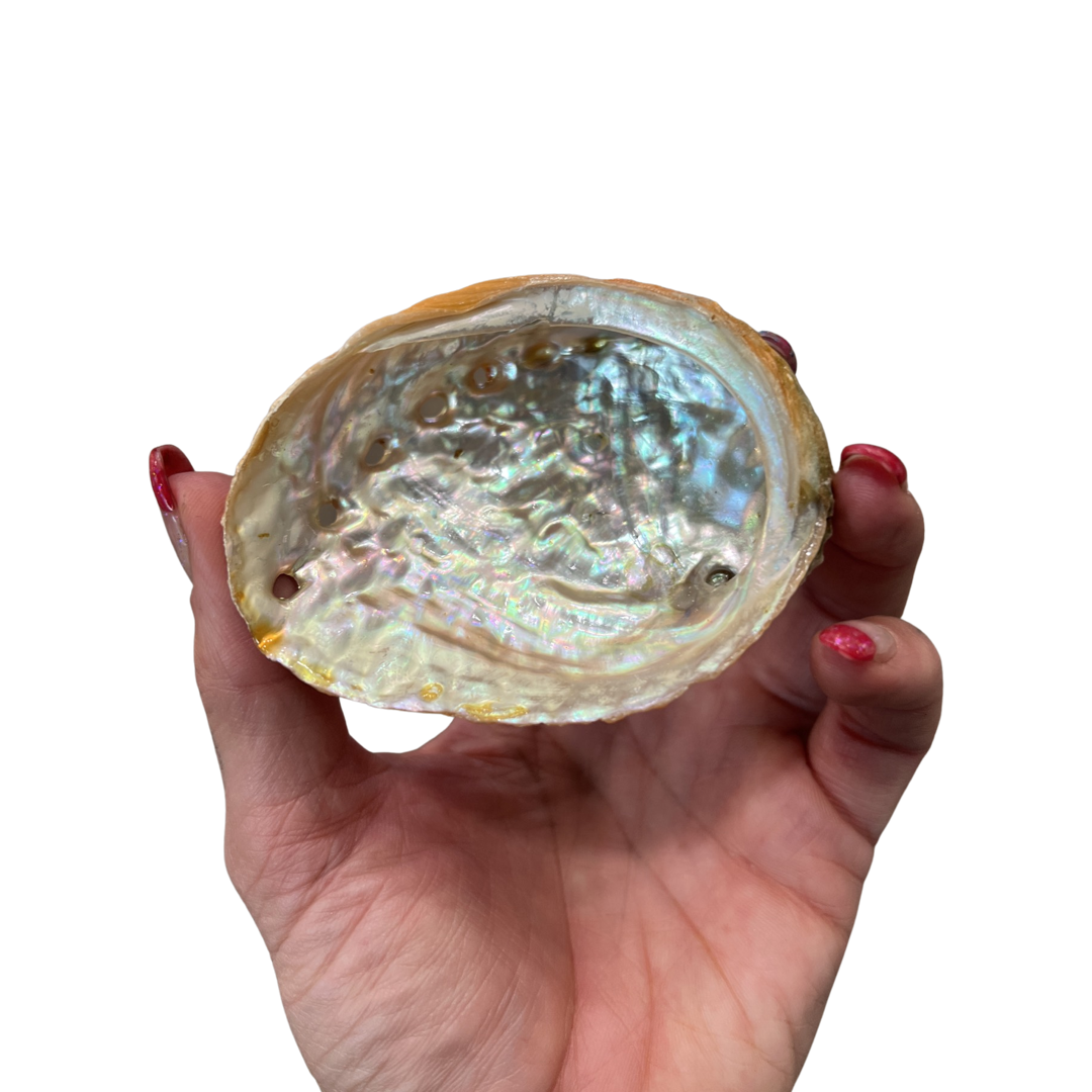 Abalone Sea Shell