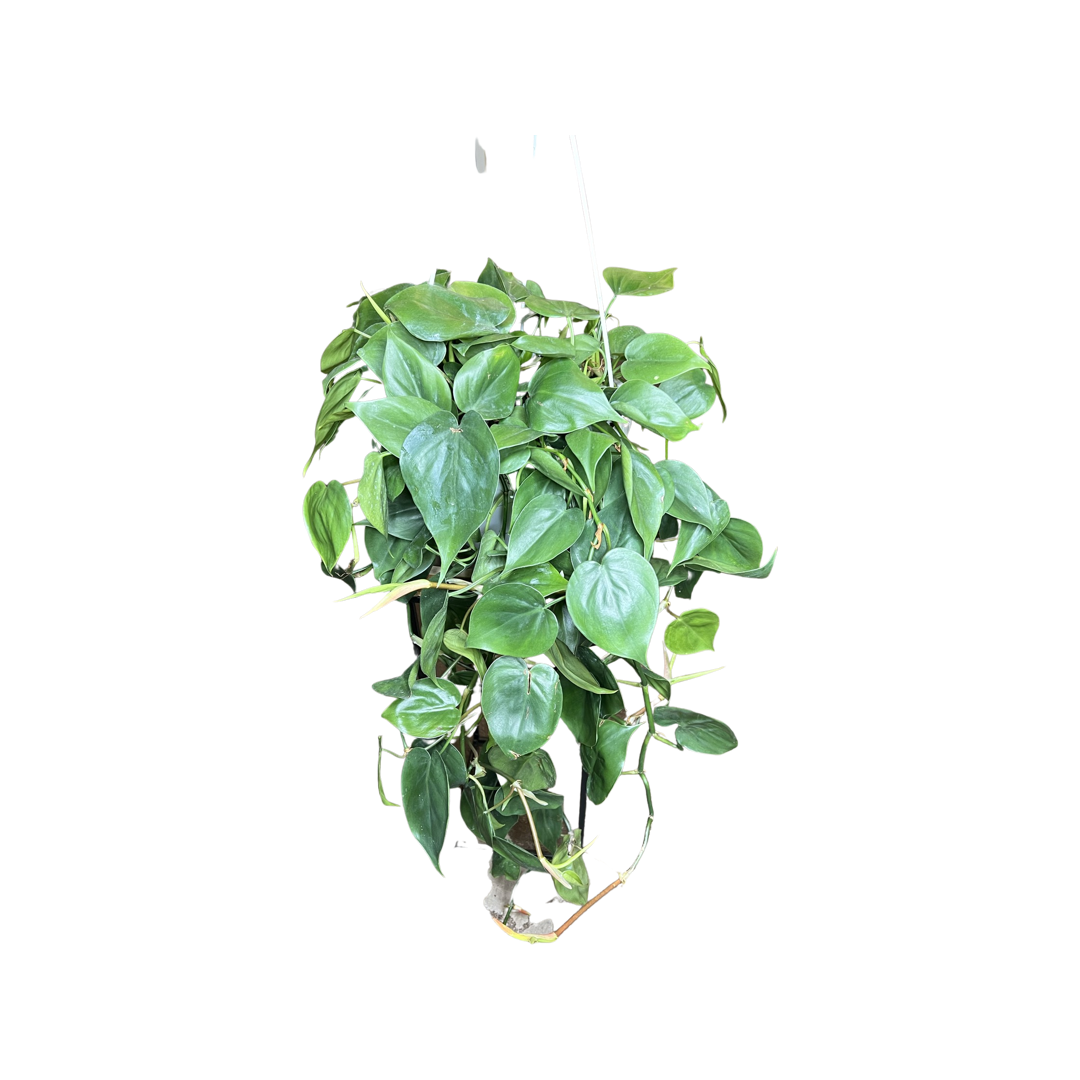 Philodendron | Cordatum Green