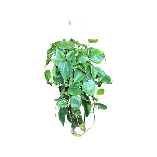 Philodendron | Cordatum Green