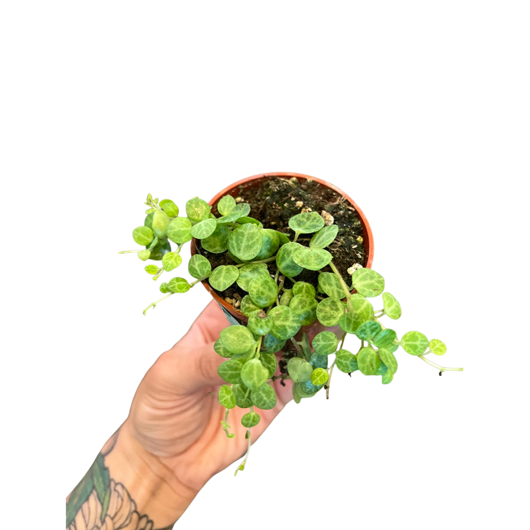 Peperomia | String of Turtles