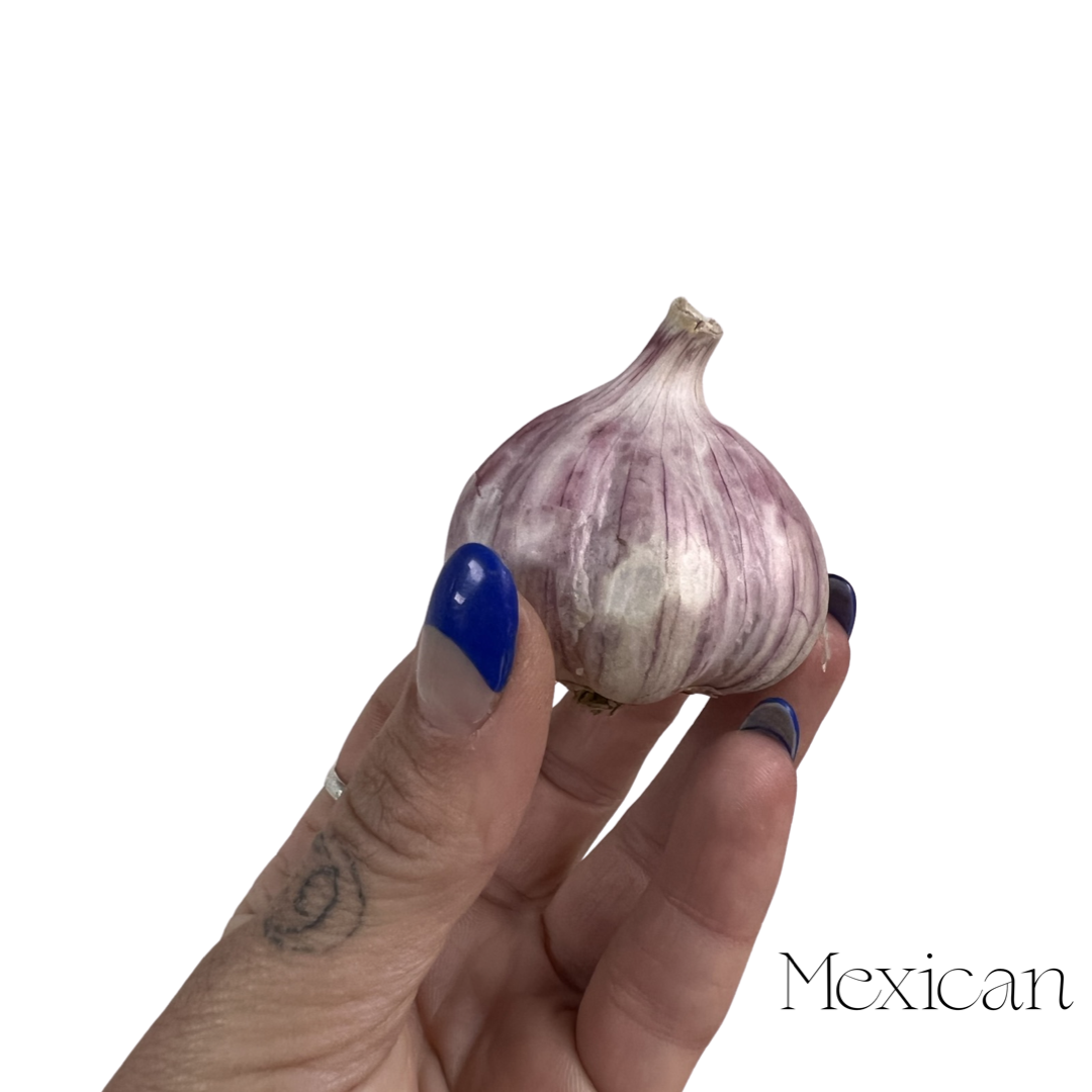 Garlic | Mexican Purple Hardneck