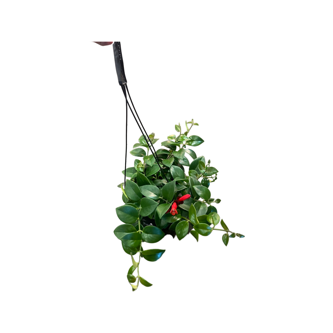 Lipstick Plant | Mona Lisa