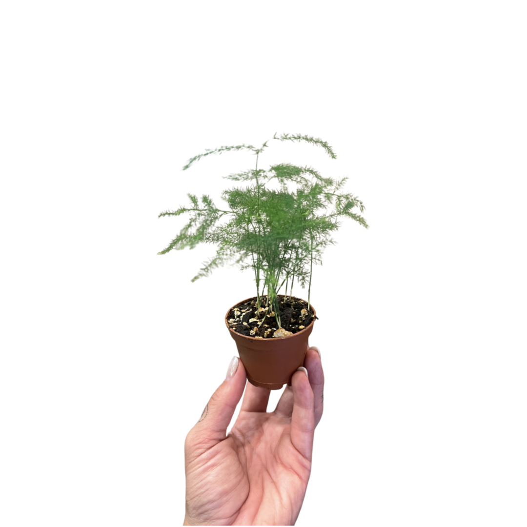 Fern | Asparagus Plumosa