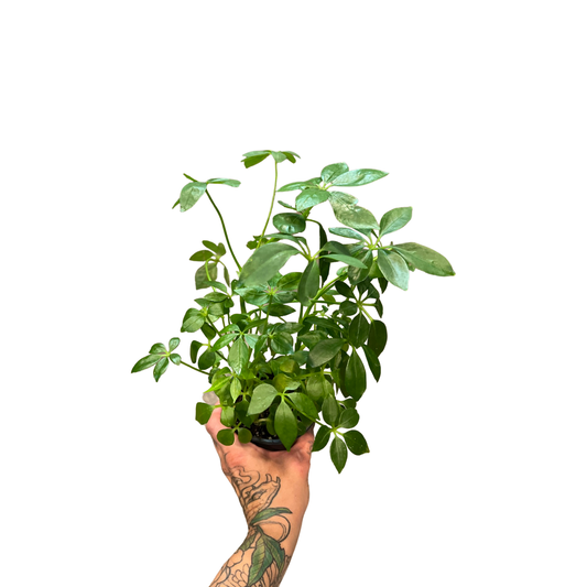 Schefflera | Arbicola Ivory 6"