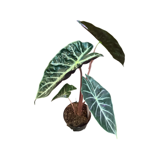 Alocasia | Pink Dragon
