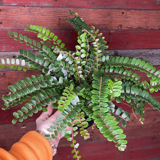 Fern | Button