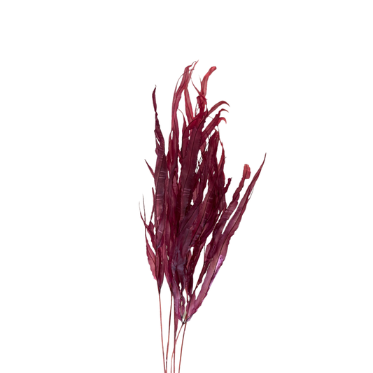 Dried & Preserved Floral | Eucalyptus Willow