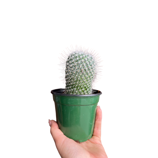 Cactus |  Mammillaria Geminispina