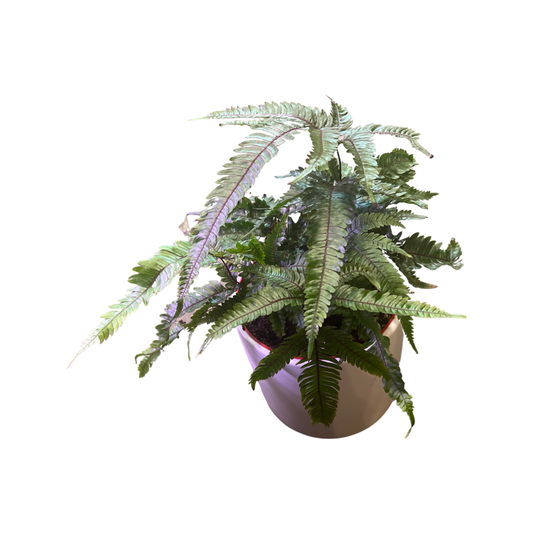 Fern | Painted Brake Pteris Quadriaurita Tricolor 4”