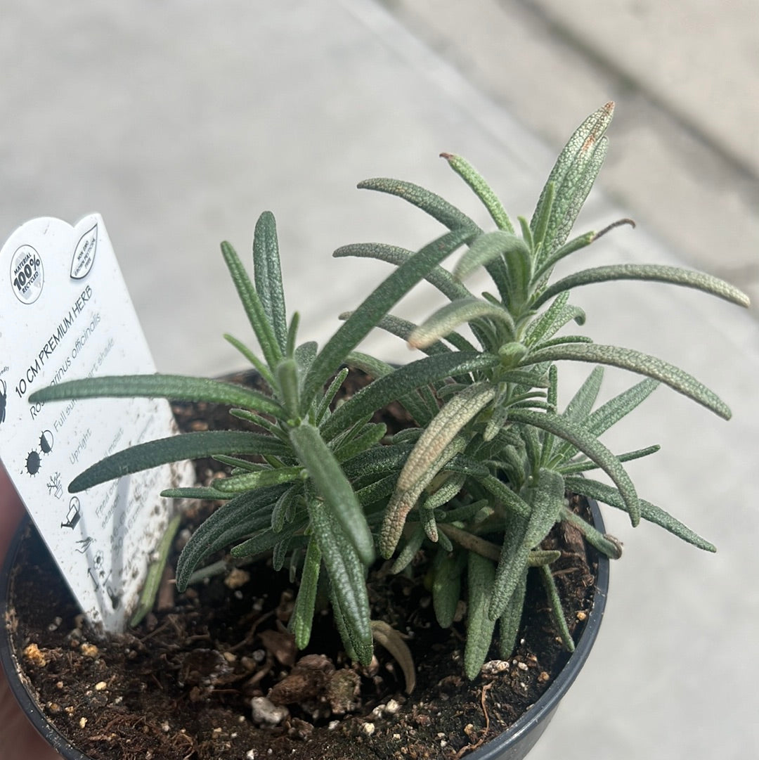 Rosemary | Garden Seedling
