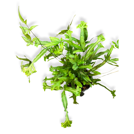 Fern | Pteris