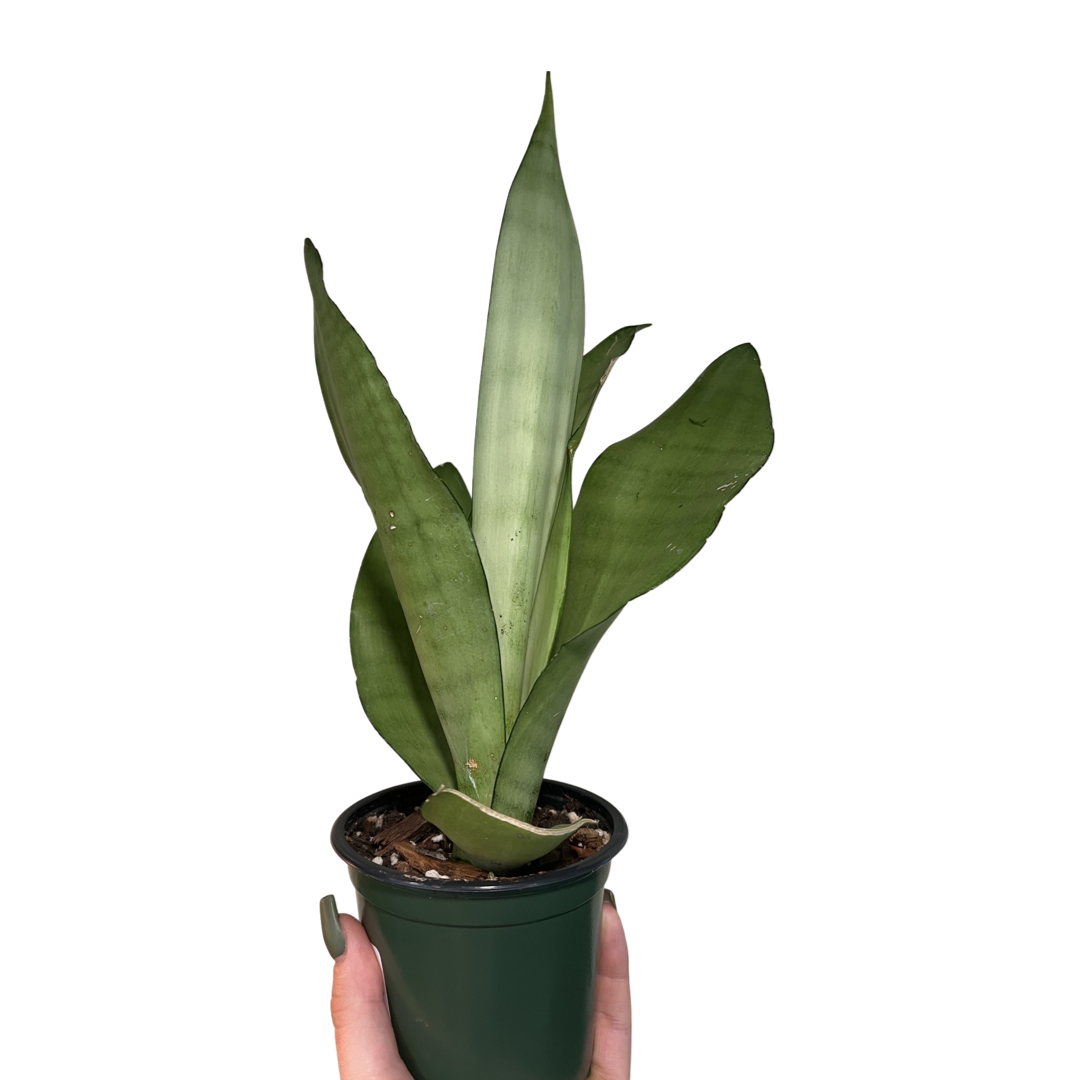 snake plant calgary Snake