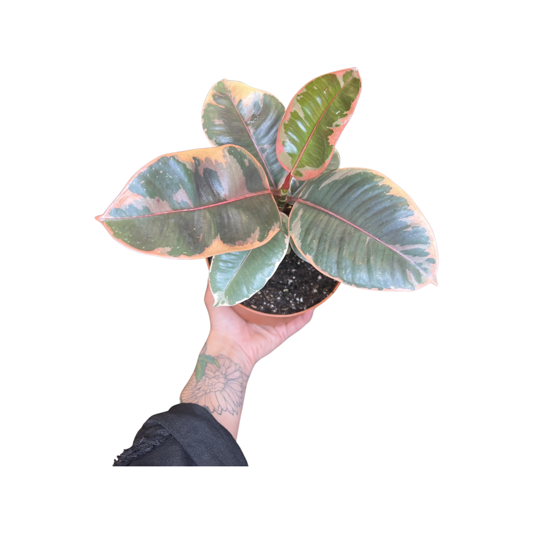 Ficus | Ruby