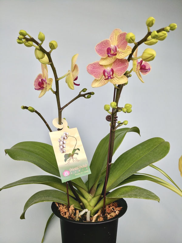 Orchid | Double Stem Pink/Yellow Phalaenopsis