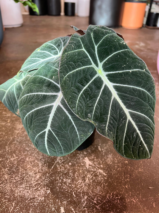 Alocasia | Black Velvet