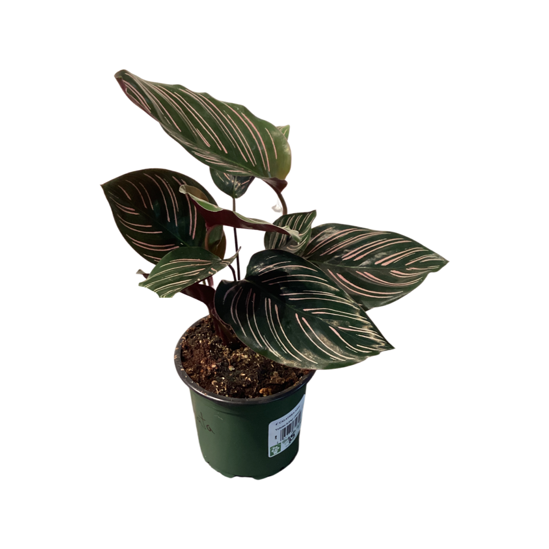 Calathea | Ornata