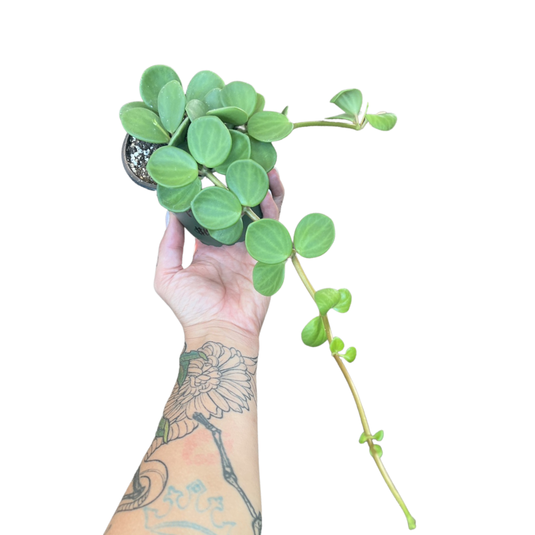 Peperomia | Hope