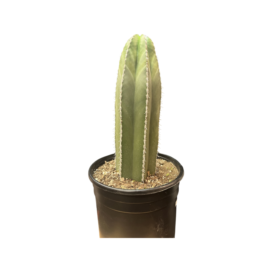 Cactus |  San Pedro