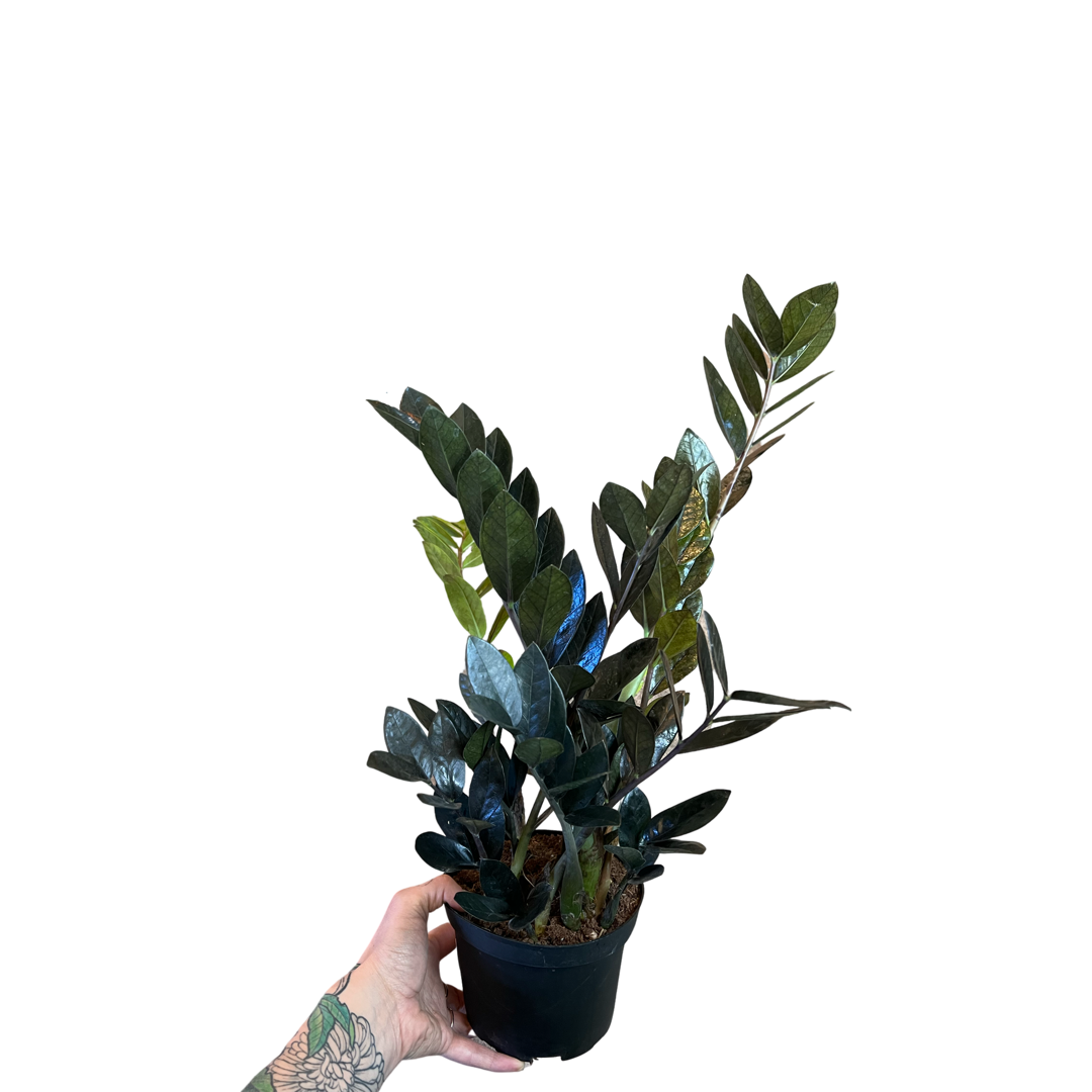 ZZ Plant |  Black Raven