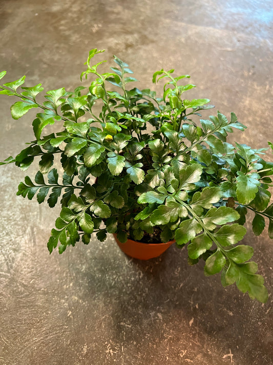 Fern | Austral Gem