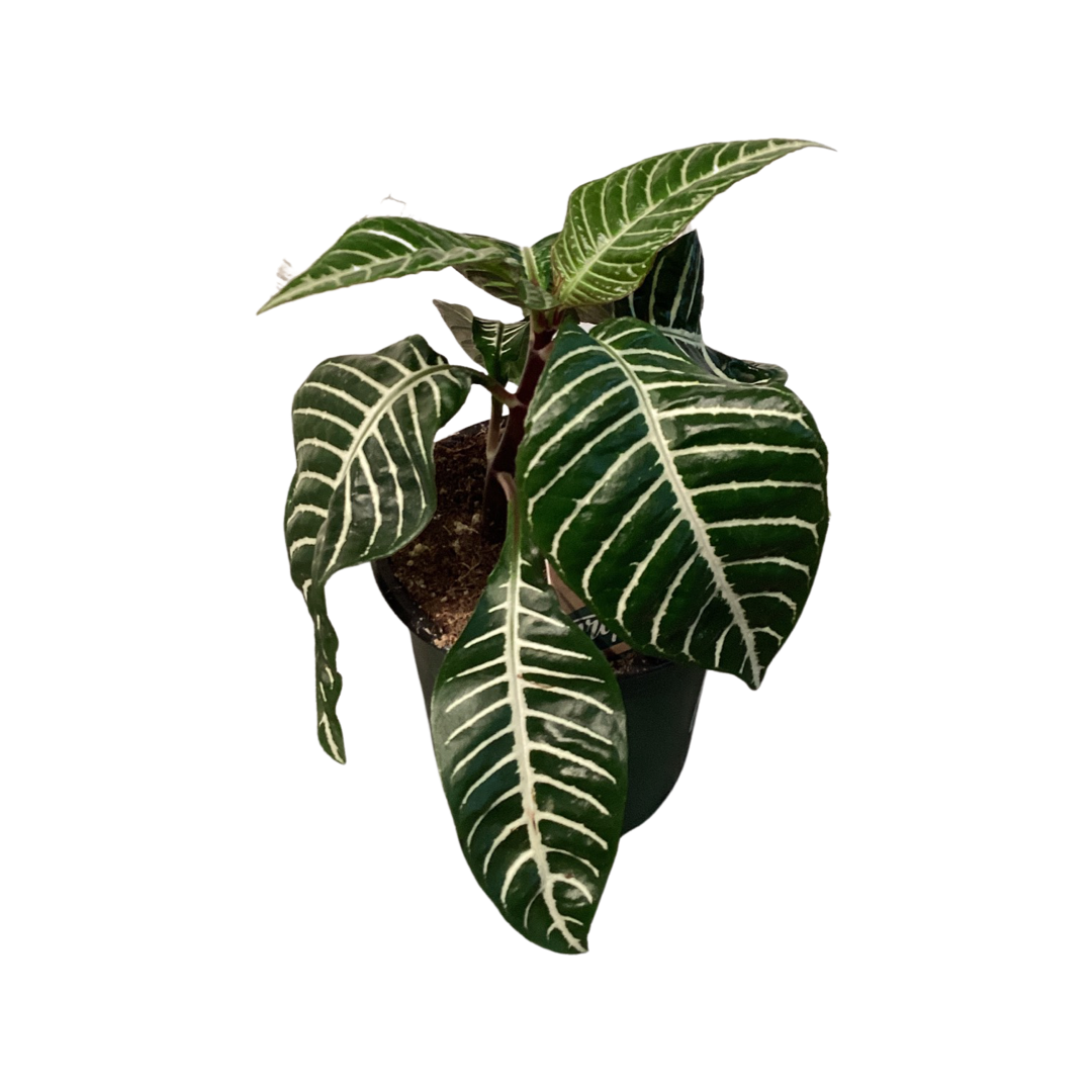 Zebra Plant 6”
