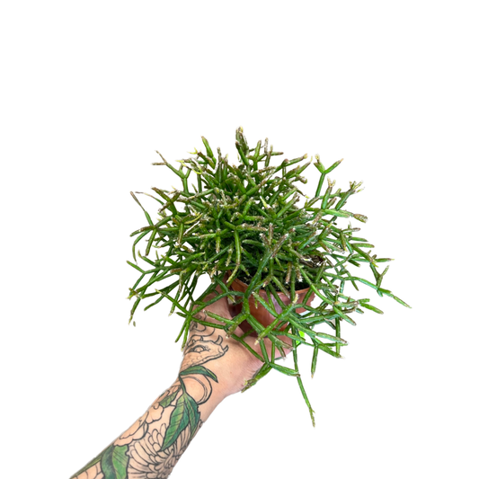 Cactus | Mistletoe Rhipsalis burchellii