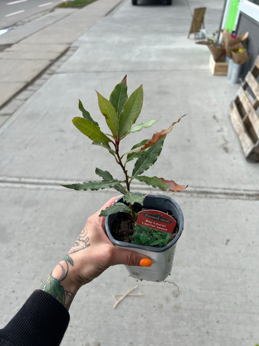 Bay Leaf Laurel 6"  | Garden Seedling