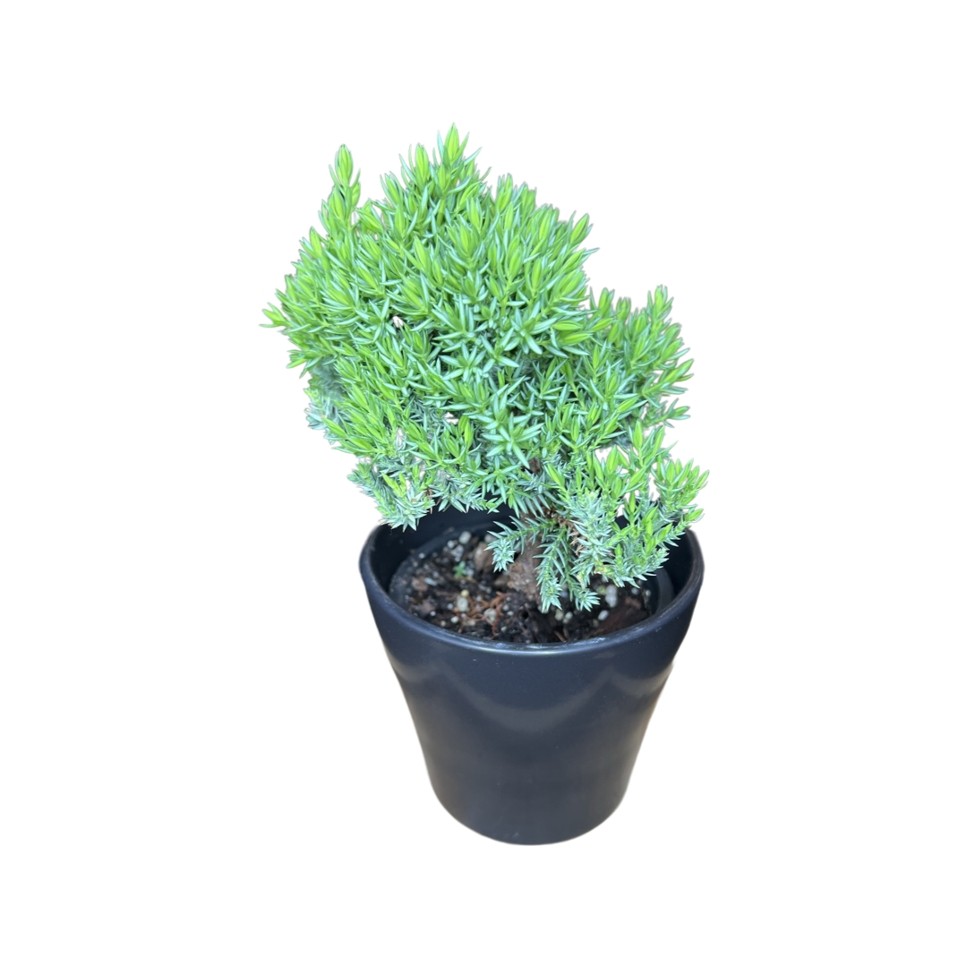 Bonsai | Japanese Juniper 6”