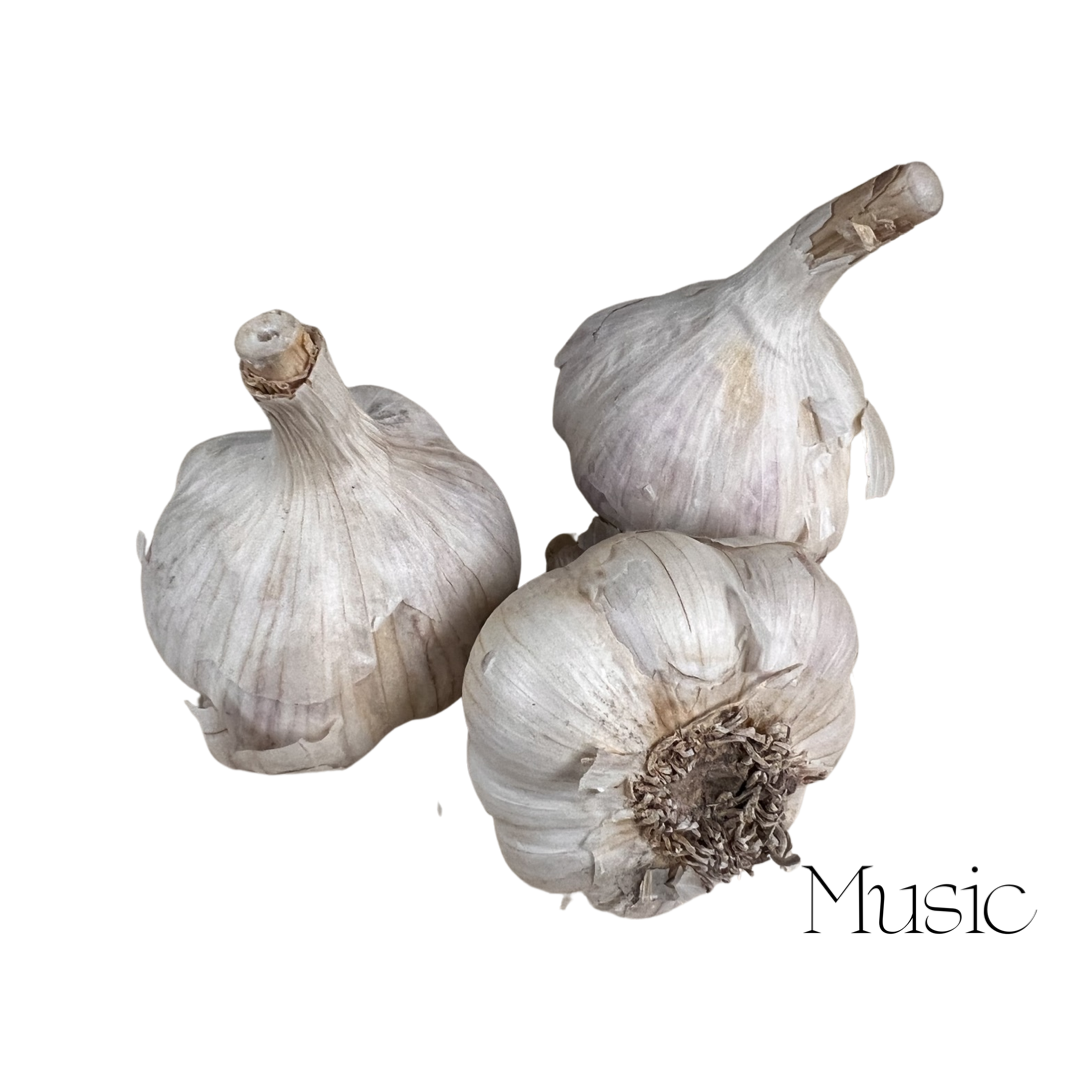 Garlic | Music Hardneck