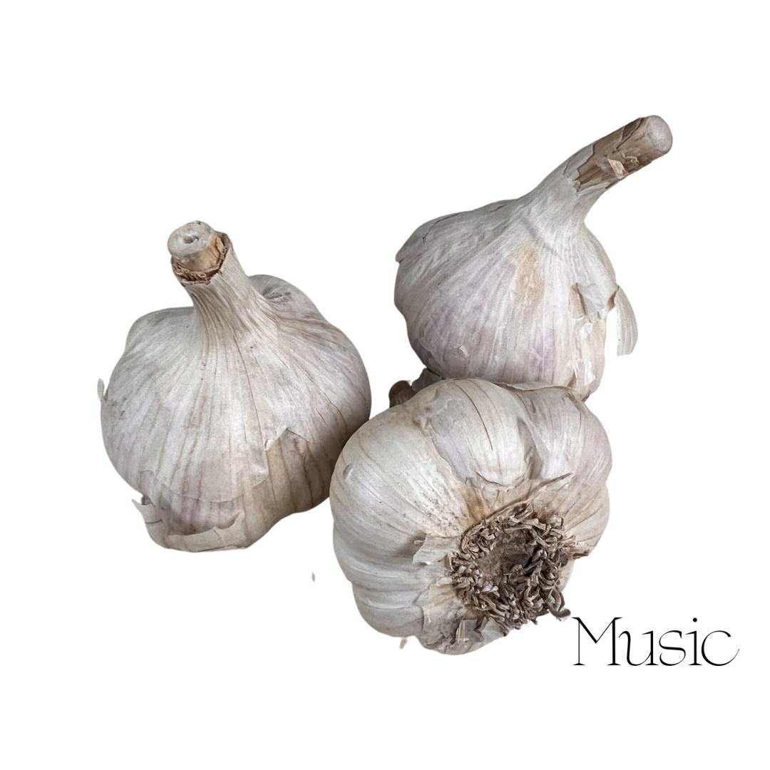 Garlic | Music 3pk