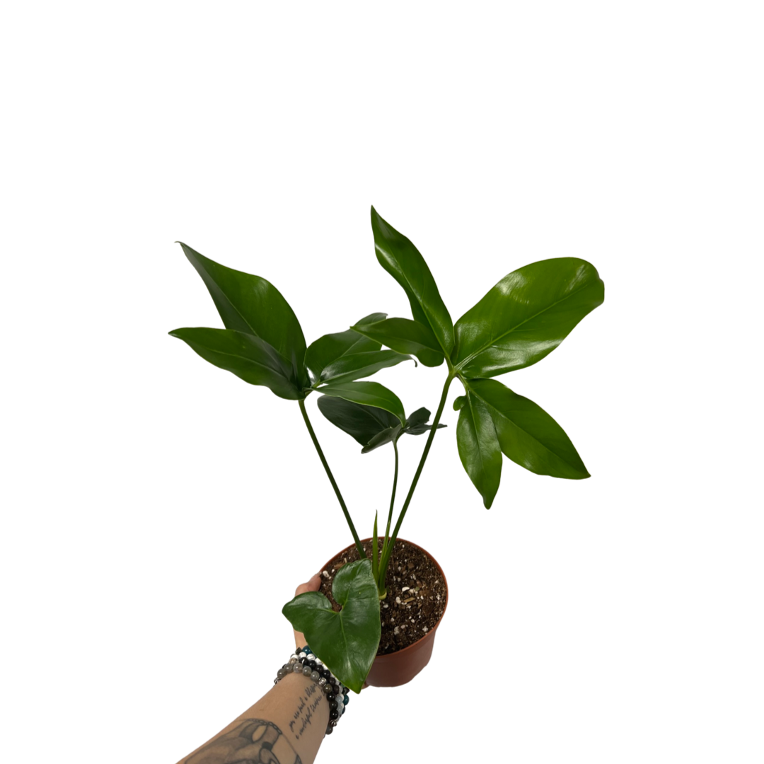 Philodendron | Nobel