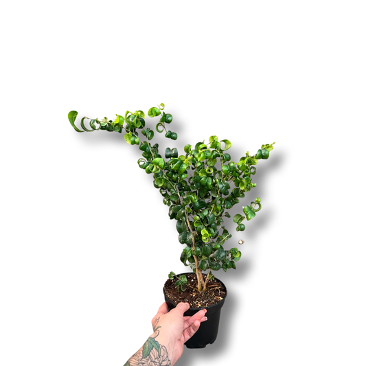 Ficus | Benjimina Curly (Weeping)