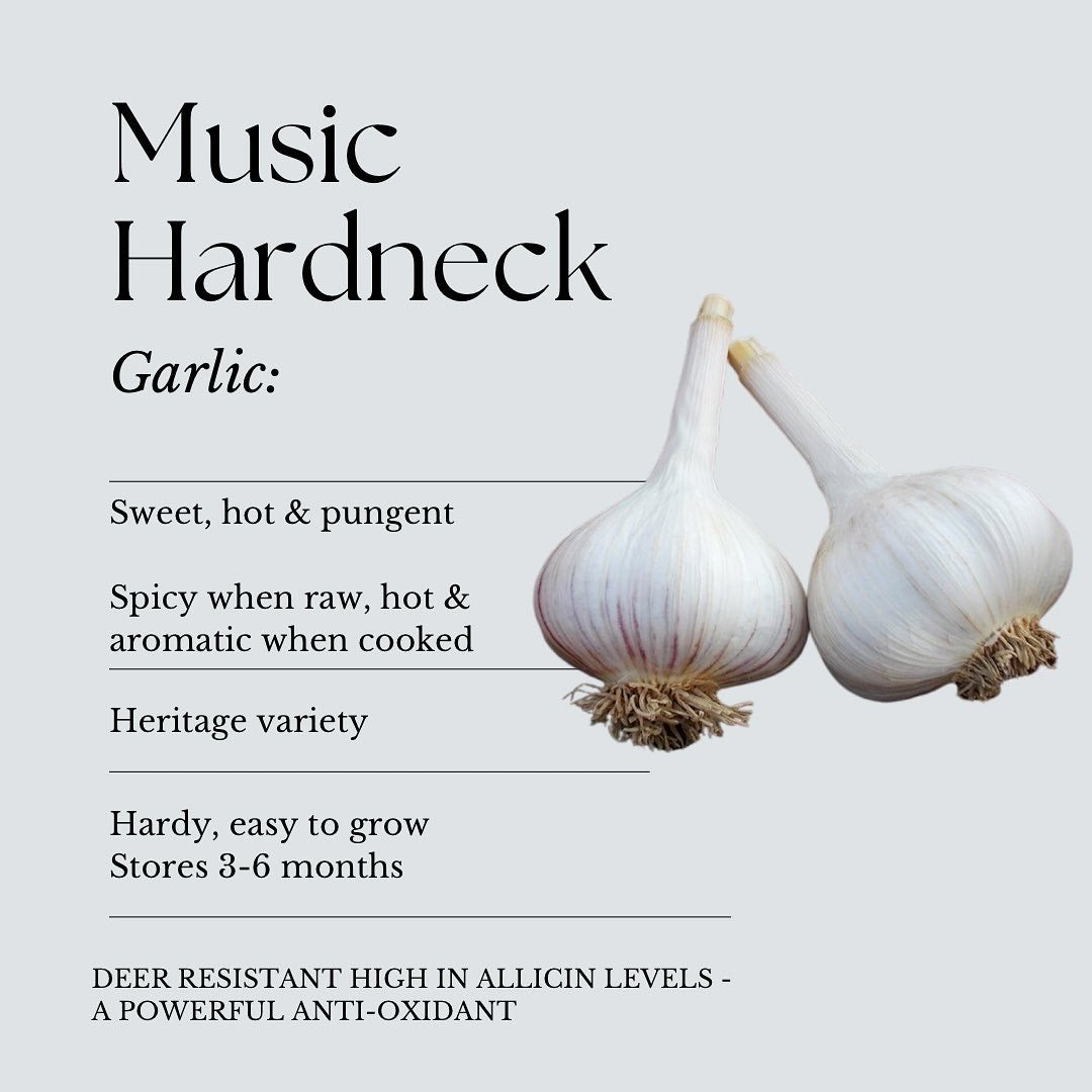 Garlic | Music Hardneck